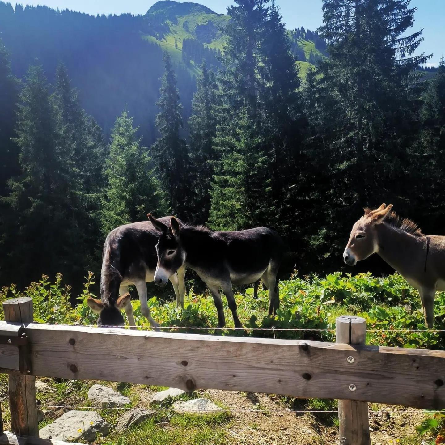 Alpapart Hornberg Hofen Luaran gambar